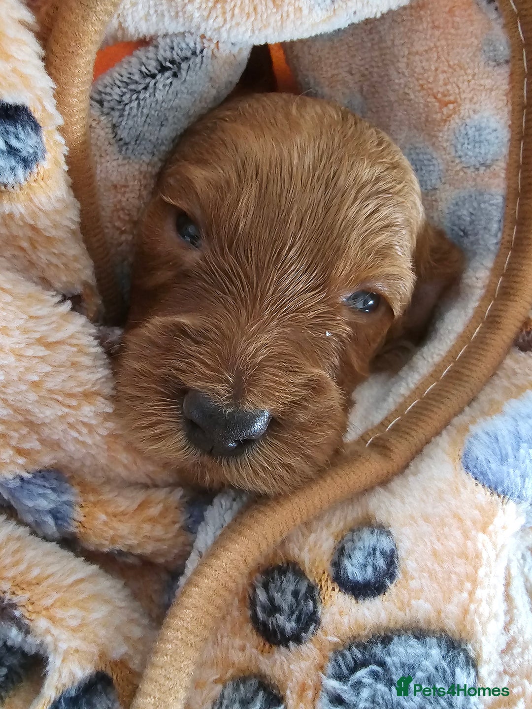 Cockapoo dogs for sale: 4 beautiful cockapoo puppies - Image 7