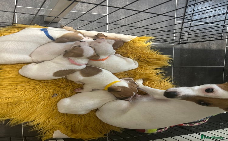 Jack Russell dogs - Advert 6