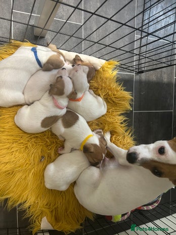 Jack Russell dogs - Advert 2