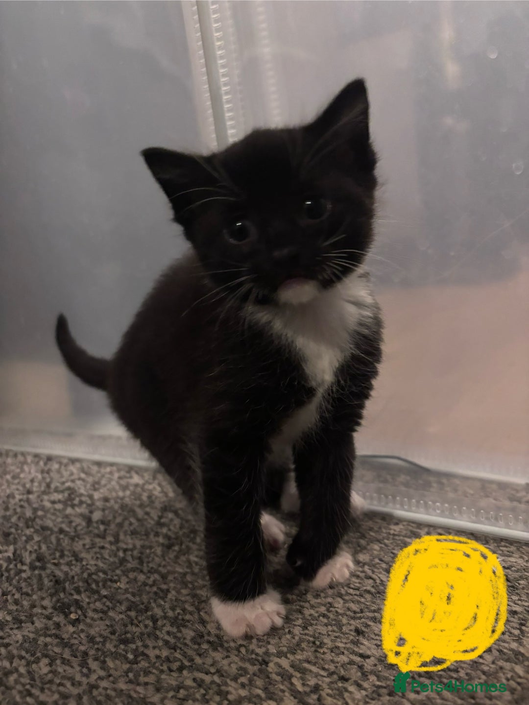 Ragdoll cats for sale: Ragdoll x bsh kittens - ready soon - Advert 6