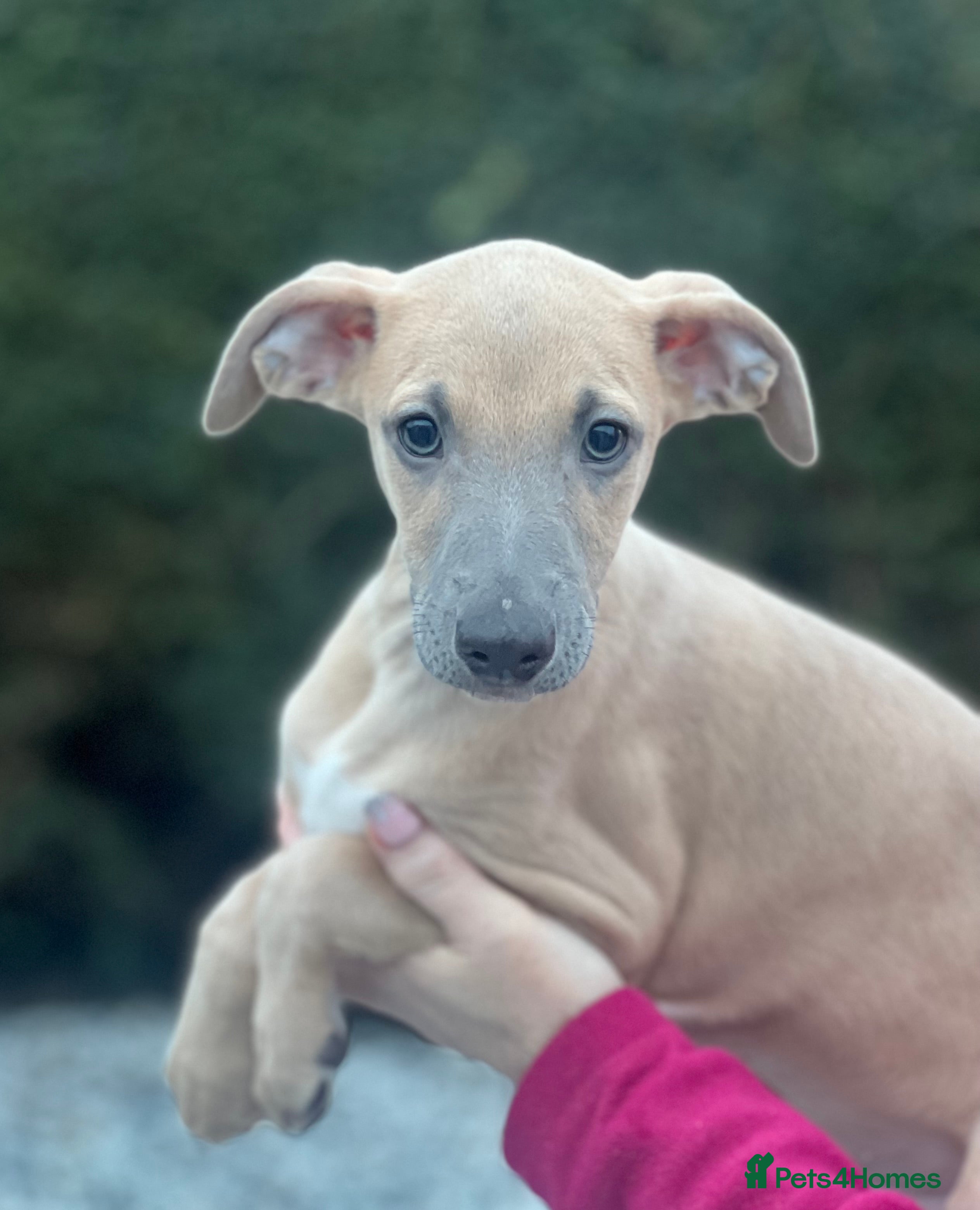 Whippet dogs Top Quality Whippet Puppies  - Advert 10