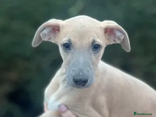 Whippet dogs Top Quality Whippet Puppies - Advert 10