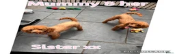 Toy Poodle dogs for sale: 🧡 Red Toy Poodle Pups 🧡 - Advert 19