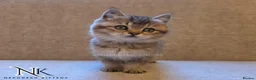 British Shorthair cats for sale: GCCF British Shorthair Babies Ready Soon 🐱 - Advert 24