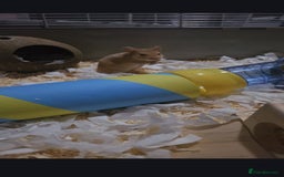 Hamster rodents for sale: 2 x hamsters with full set up - Image 1