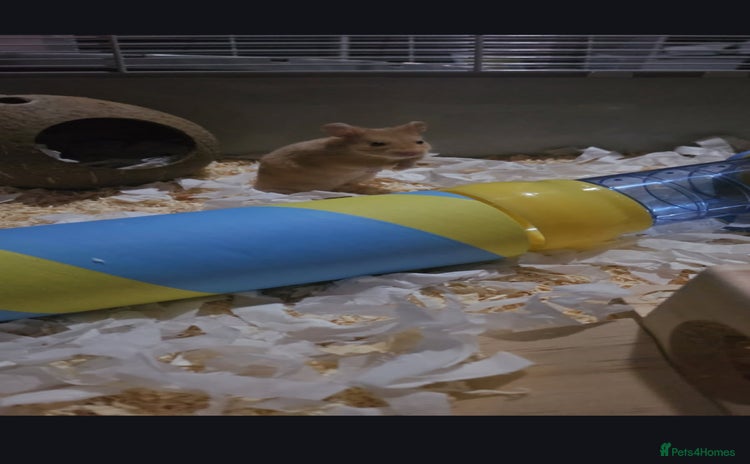 Hamster rodents - Advert 2