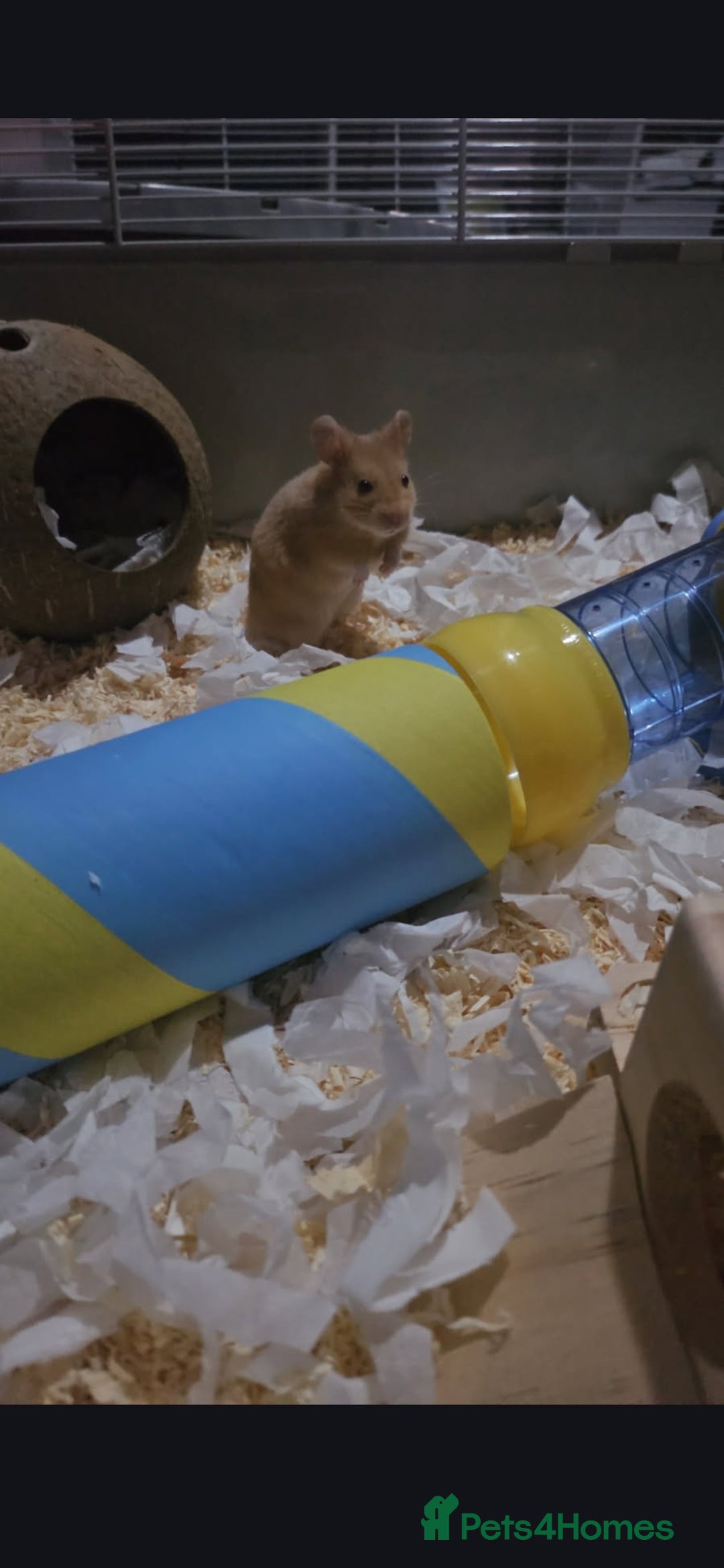 Hamster rodents for sale: 2 x hamsters with full set up - Image 1