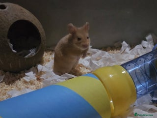 Hamster rodents - Advert 11