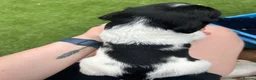 Sprocker dogs for sale: 3/4 cocker 1/4 springer pups  - Advert 16