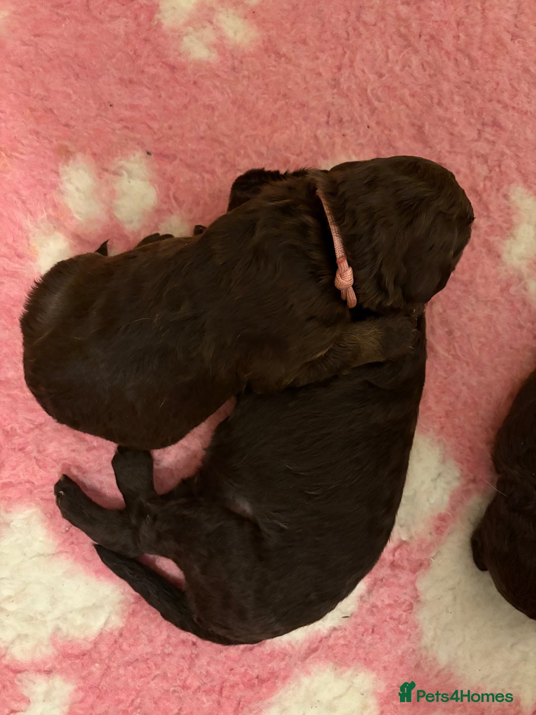Labradoodle dogs for sale: Stunning Labradoodle Puppies  - Image 2