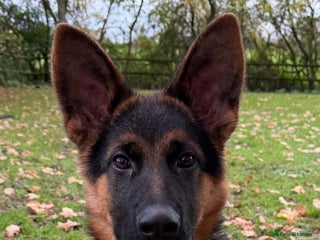 German Shepherd dogs - Advert 21