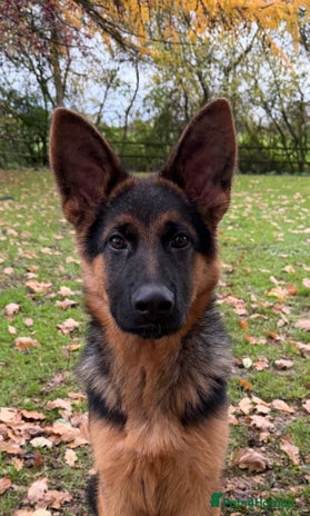 German Shepherd dogs - Advert 1