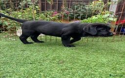 Labrador Retriever dogs for sale: KC registered Beautiful Chunky Black Labs   - Image 13
