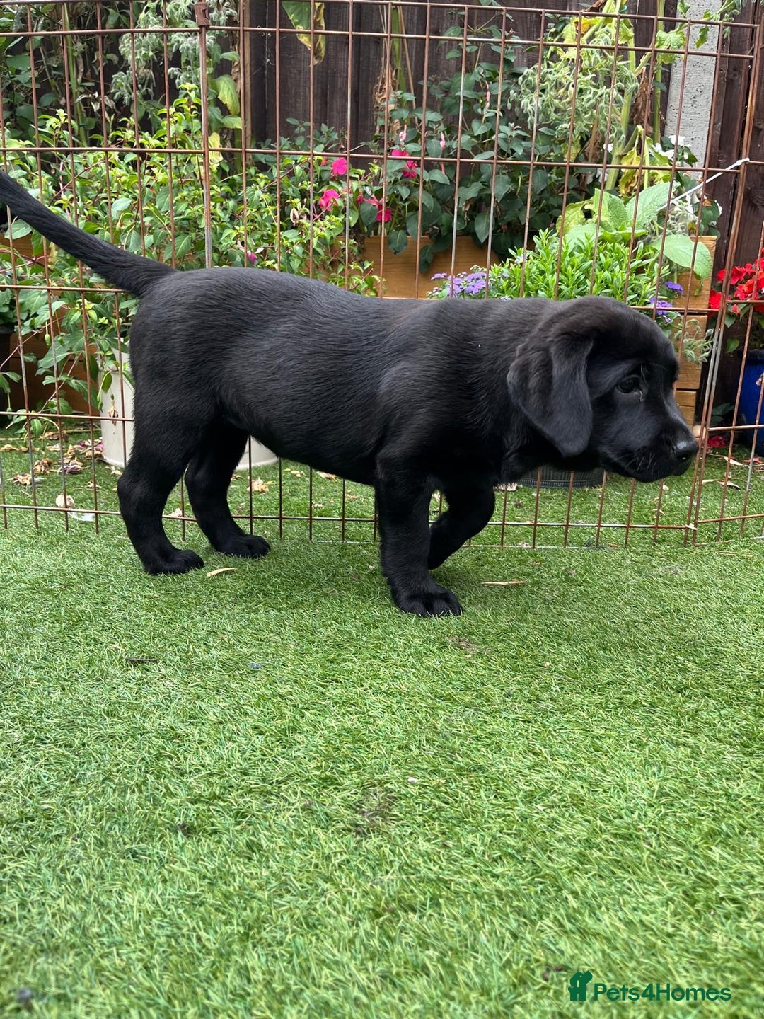 Labrador Retriever dogs for sale: KC registered Beautiful Chunky Black Labs   - Image 13