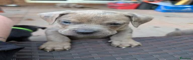 Mixed Breed 4