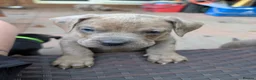 Mixed Breed dogs for sale: Alapaha blue blood bulldog cross staffy puppies  - Advert 8