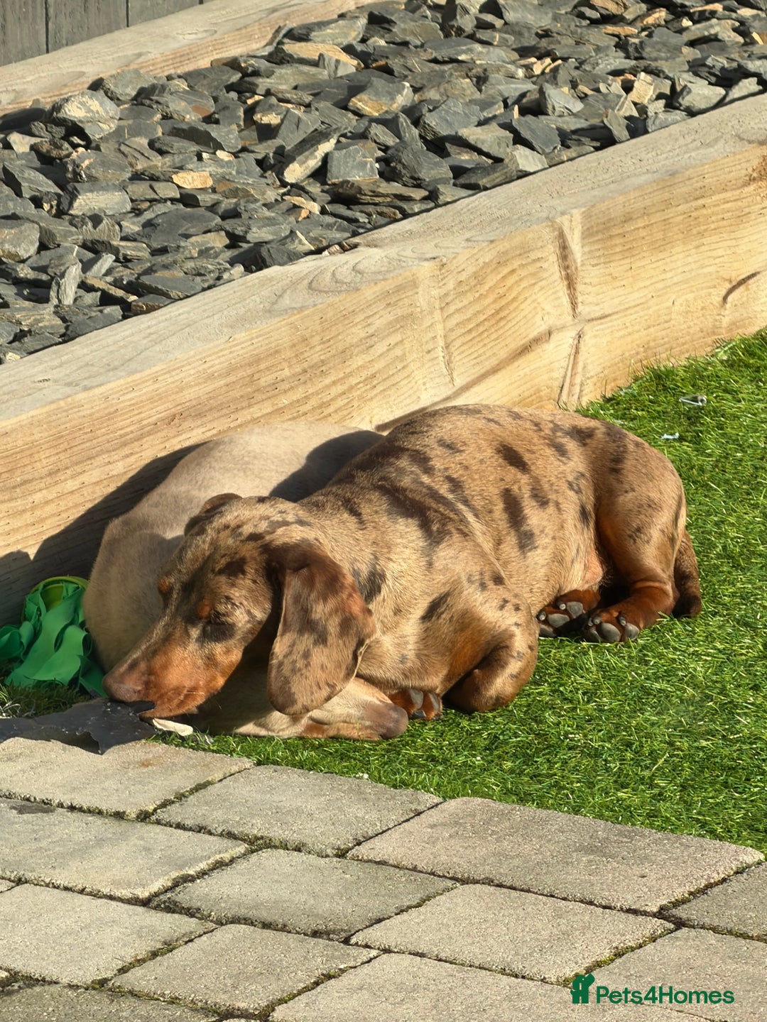Miniature Dachshund dogs for sale: Miniature Dachshund Boy - Advert 1