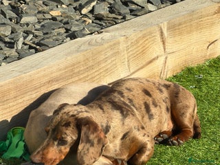 Miniature Dachshund dogs Miniature Dachshund Boy - Advert 1