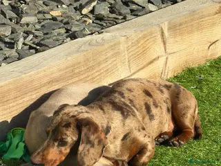 Miniature Dachshund dogs Miniature Dachshund Boy - Advert 23