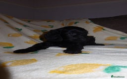 Cockapoo dogs for sale: Beautiful Cockapoo pups - Image 1