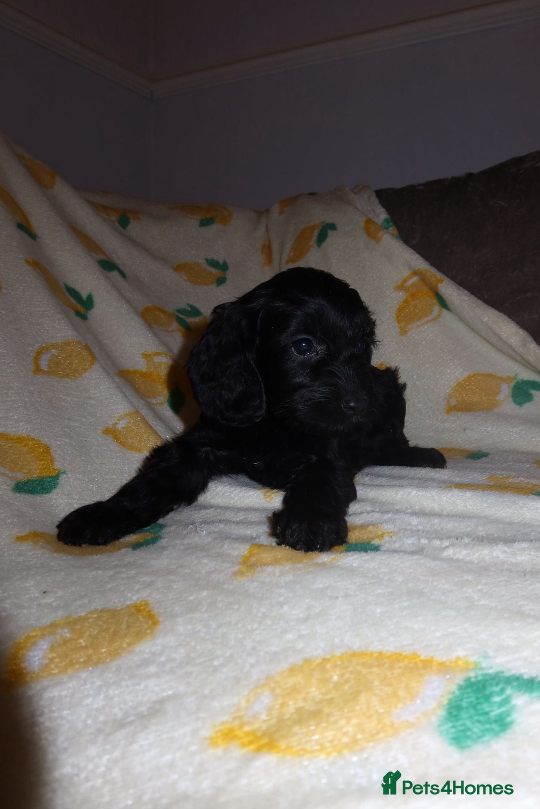 Cockapoo dogs for sale: Beautiful Cockapoo pups - Image 1