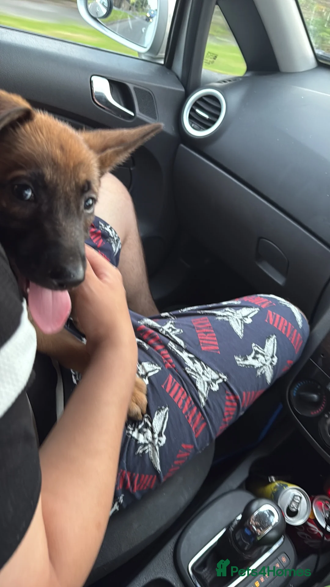 Belgian Shepherd Dog dogs for sale: Belgium shepherd  - Advert 5