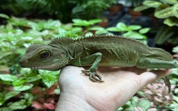 Lizard reptiles for sale: Chinese Water Dragon - Image 4