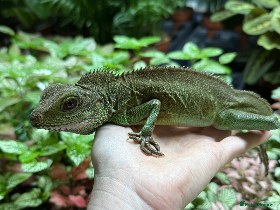 Lizard reptiles for sale: Chinese Water Dragon - Image 4