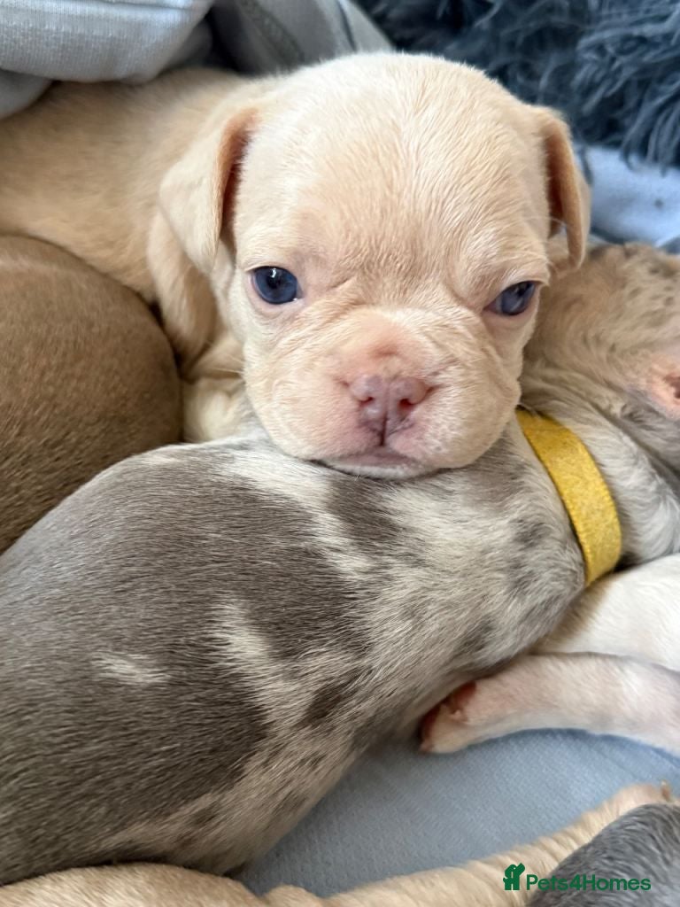French Bulldog dogs Gorgeous French Bulldog Puppies available - Advert 13