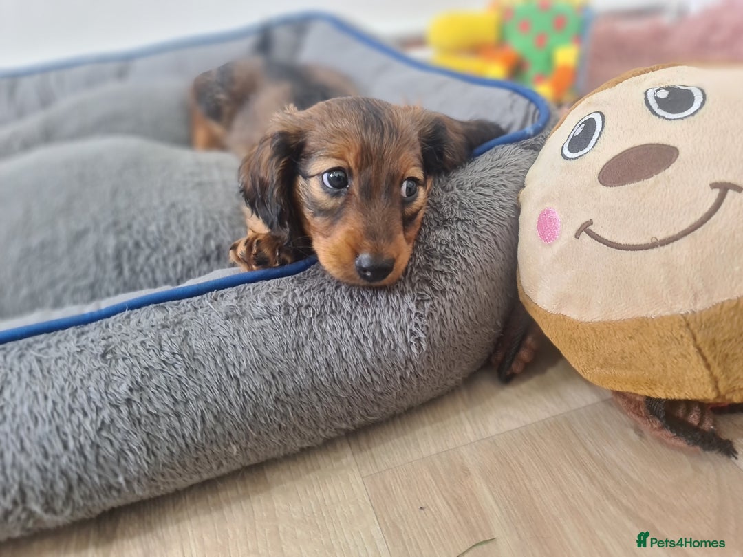 Dachshund dogs for sale: Last one beautiful long-haired dachshunds girl 😍 - Image 34