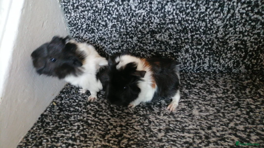 Guinea Pig rodents for sale: guinea pigs - Advert 3