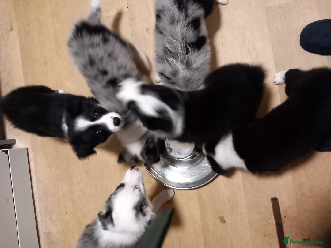 Border Collie dogs for sale: Pure breed border collies  - Advert 2