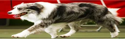 Border Collie dogs for sale: Fully Health Tested, KC registered puppies due in London - Advert 7