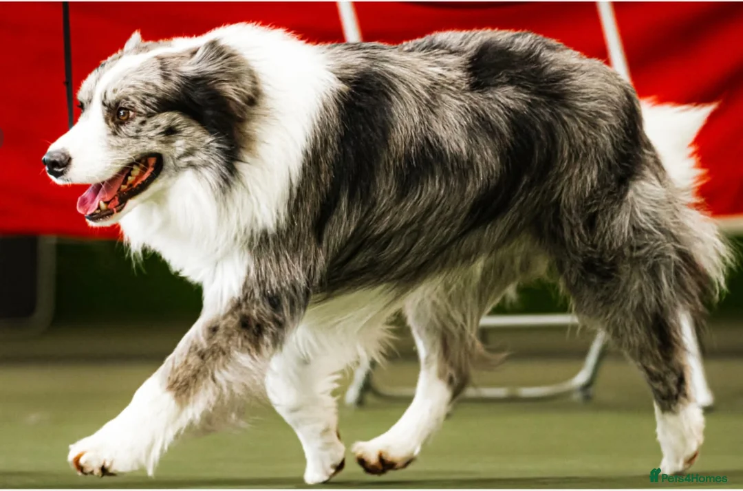 Border Collie dogs for sale: Fully Health Tested, KC registered puppies due in London - Advert 7