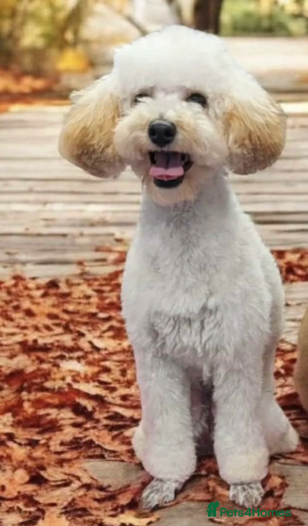 Toy Poodle dogs for sale: FEMALE TOY POODLE FOR SALE  - Advert 4