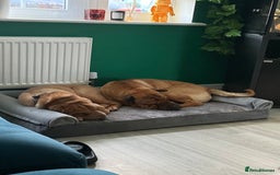 Shar Pei dogs for sale: Shar pei looking for there forever home - Image 1