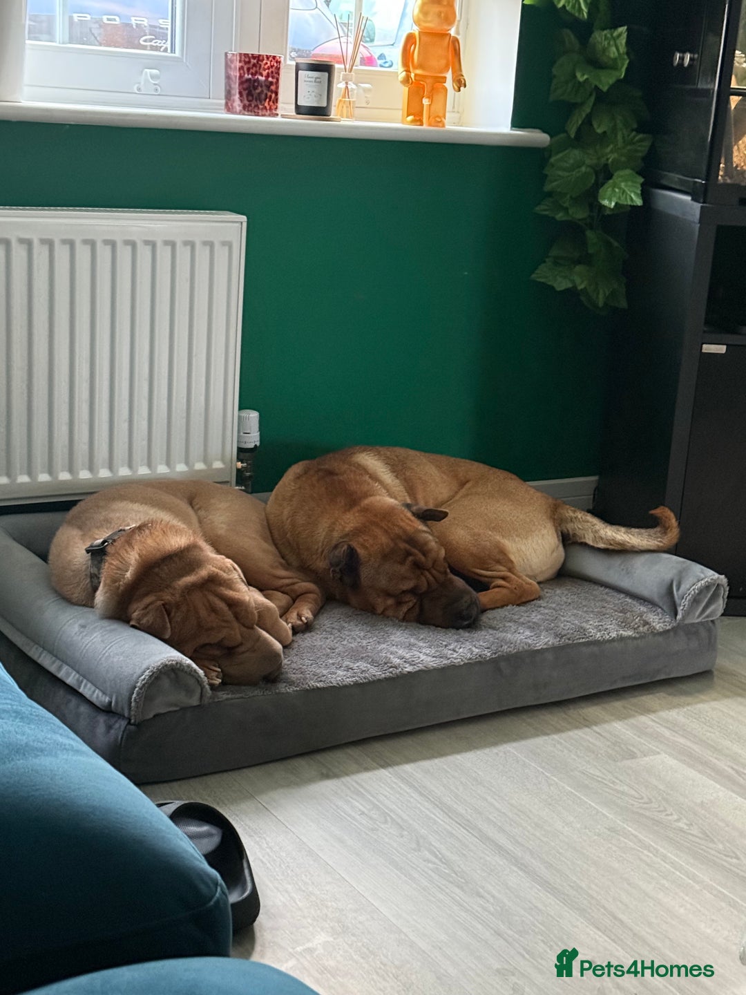 Shar Pei dogs for sale: Shar pei looking for there forever home - Image 1