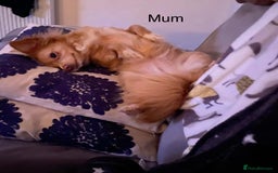 Mixed Breed dogs for sale: Stunning 3/4 Chihuahua puppies  - Image 12
