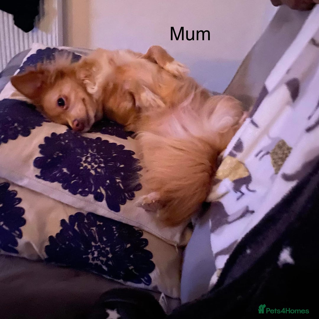 Mixed Breed dogs for sale: Stunning 3/4 Chihuahua puppies  - Image 12