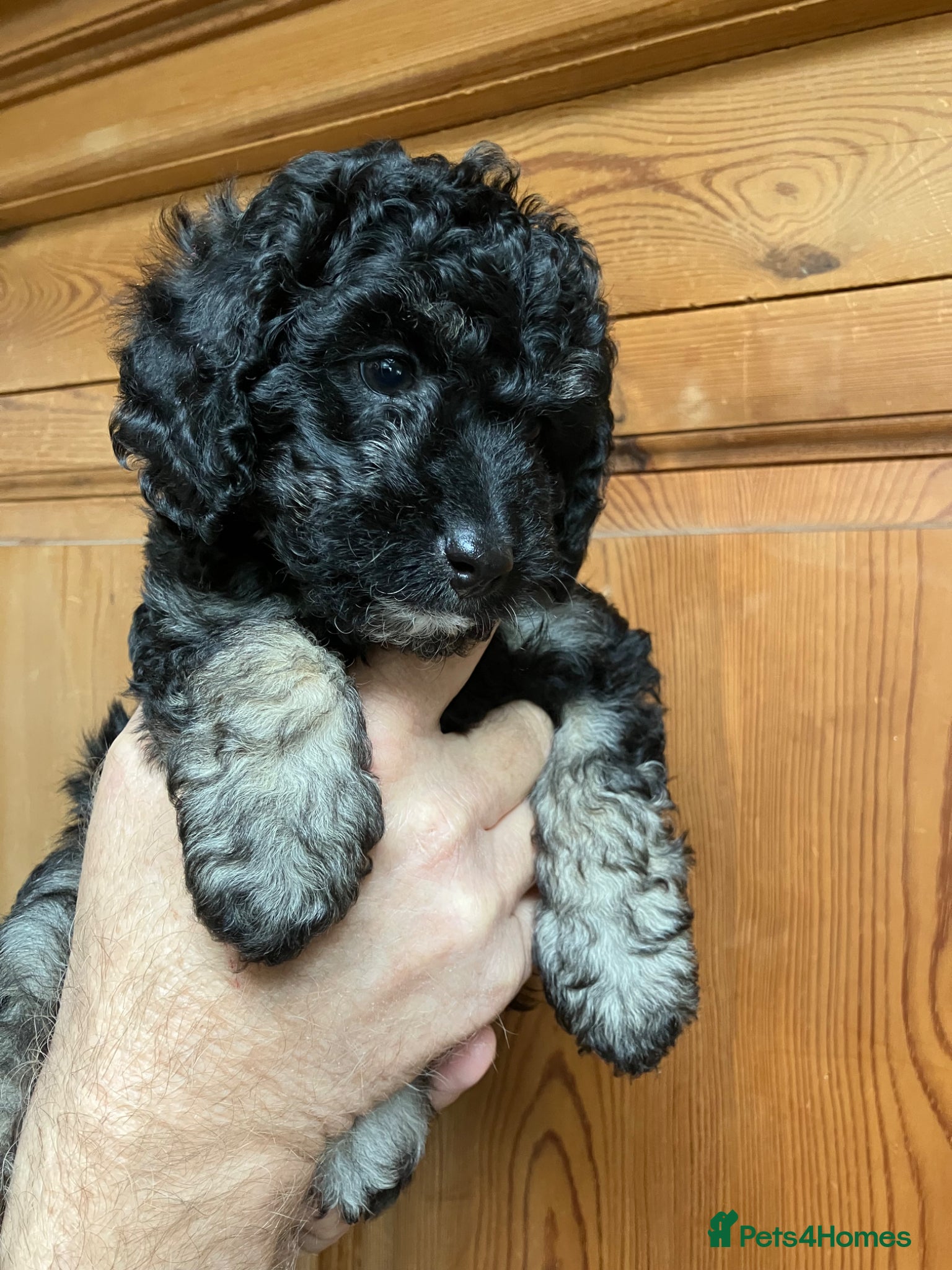 Miniature Poodle dogs MINIATURE POODLE PUPPIES x5 chocolate & apricot - Advert 5