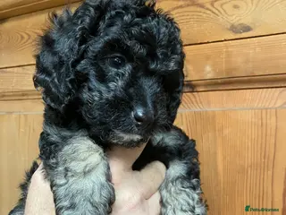 Miniature Poodle dogs MINIATURE POODLE PUPPIES x5 chocolate & apricot - Advert 5