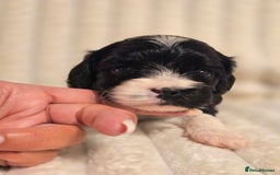 Cavapoo dogs for sale: Adorable Cavapoo Pups fully health tested parents - Image 19