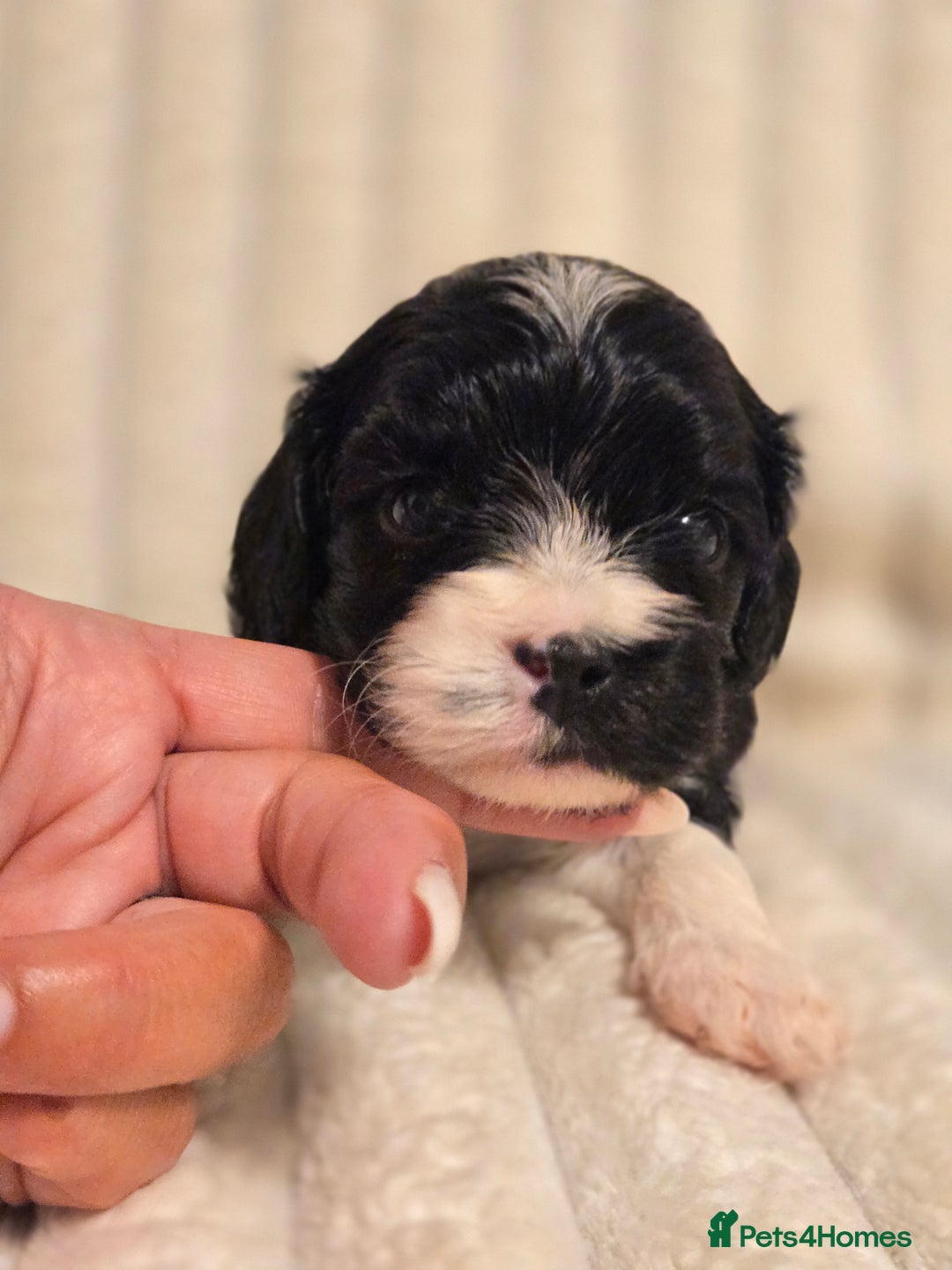 Cavapoo dogs for sale: Adorable Cavapoo Pups fully health tested parents - Image 19
