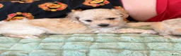 Maltipoo dogs for sale: Toy Maltipoo Puppies (TOY MALTESE X TOY POODLE) - Advert 7