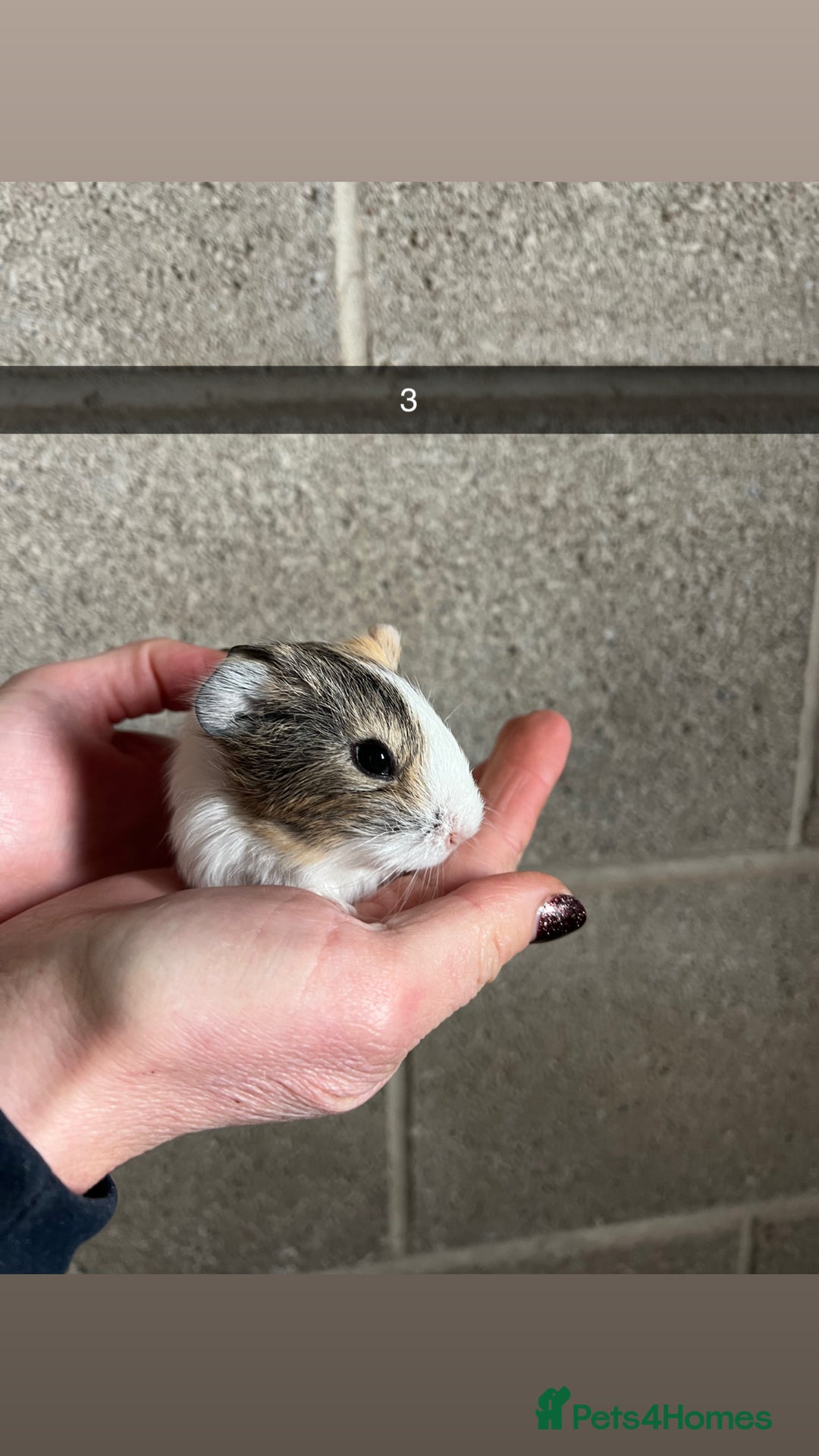 Guinea Pig rodents for sale: The perfect Christmas guinea pig!  - Advert 7