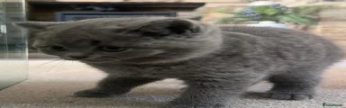 British Shorthair 4