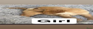 Cocker Spaniel 7