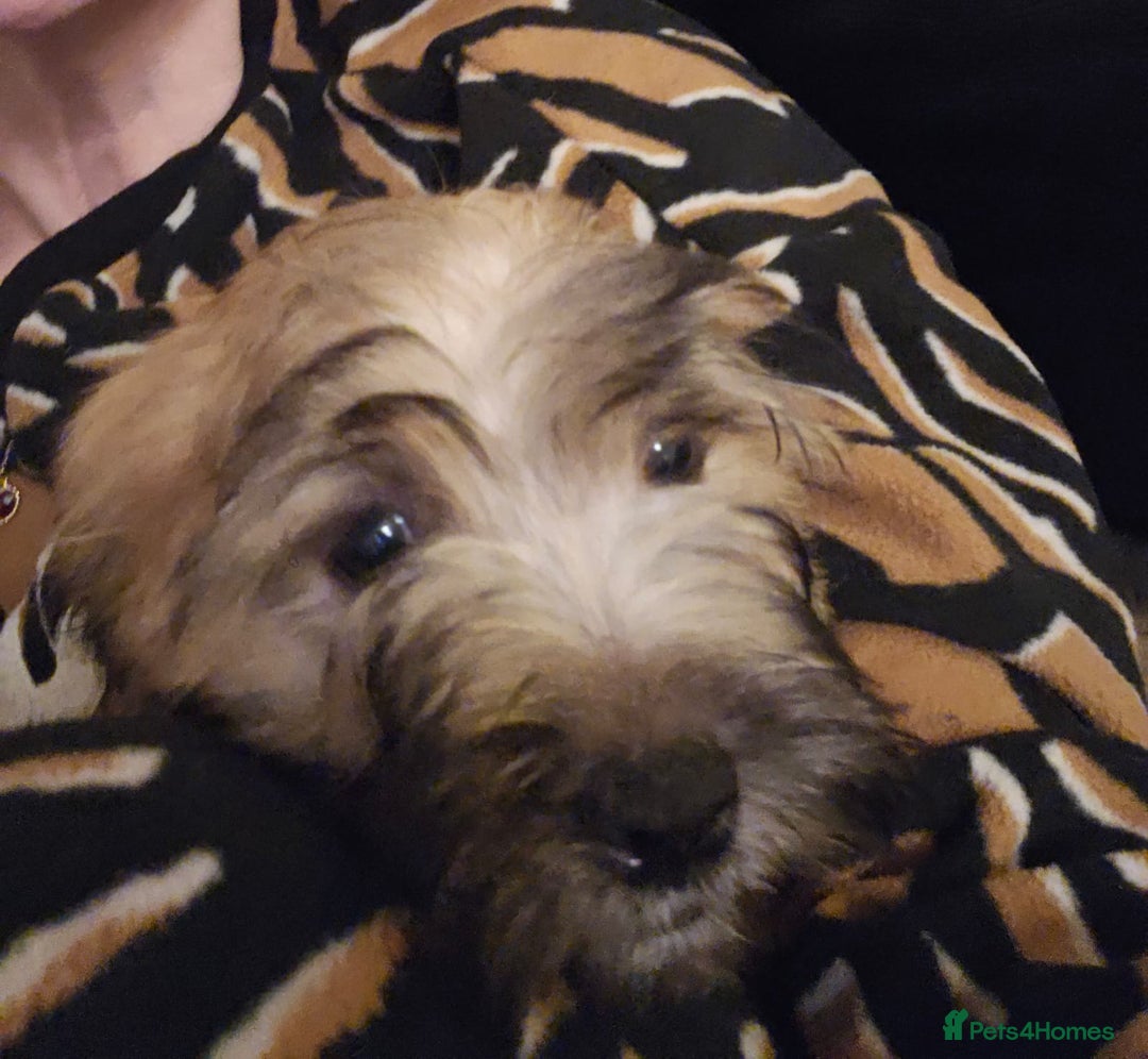 Mixed Breed dogs for sale: Cavapoo cross puppy  - Advert 4