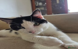 Mixed Breed cats for sale: Sonbul - Image 13