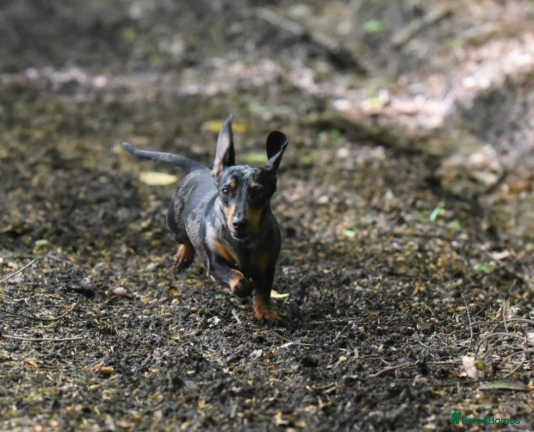 Miniature Dachshund dogs for sale: Mini smooth dachshunds  - Image 24